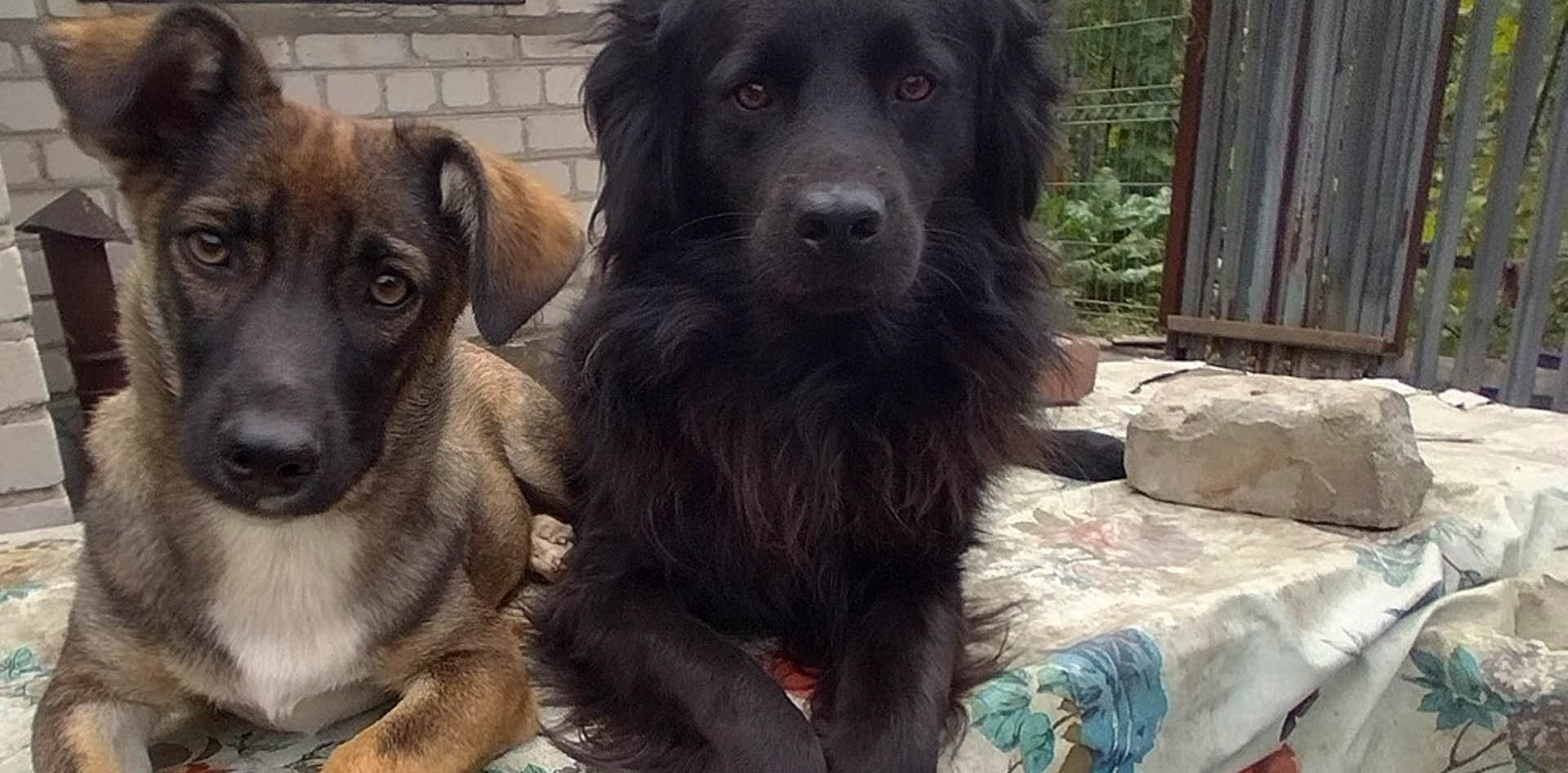 Dobrovolnictví a pomoc